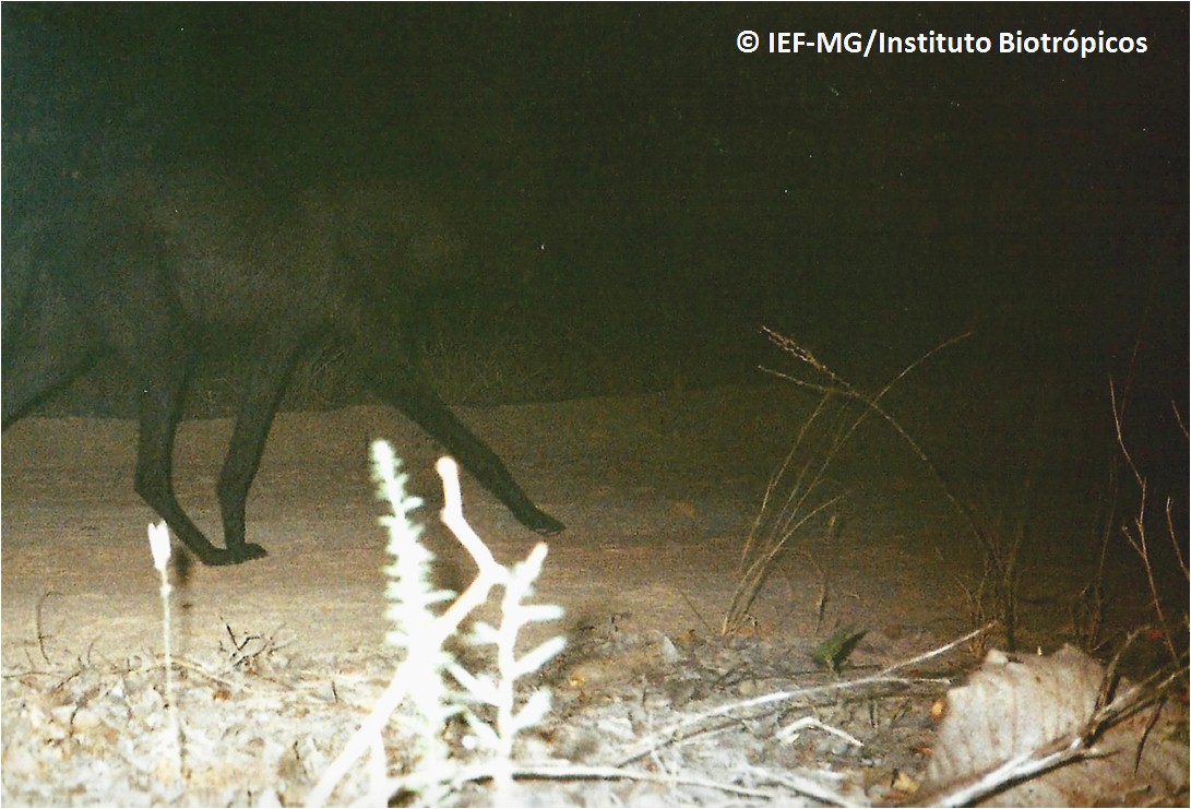 lobo_preto1.jpg