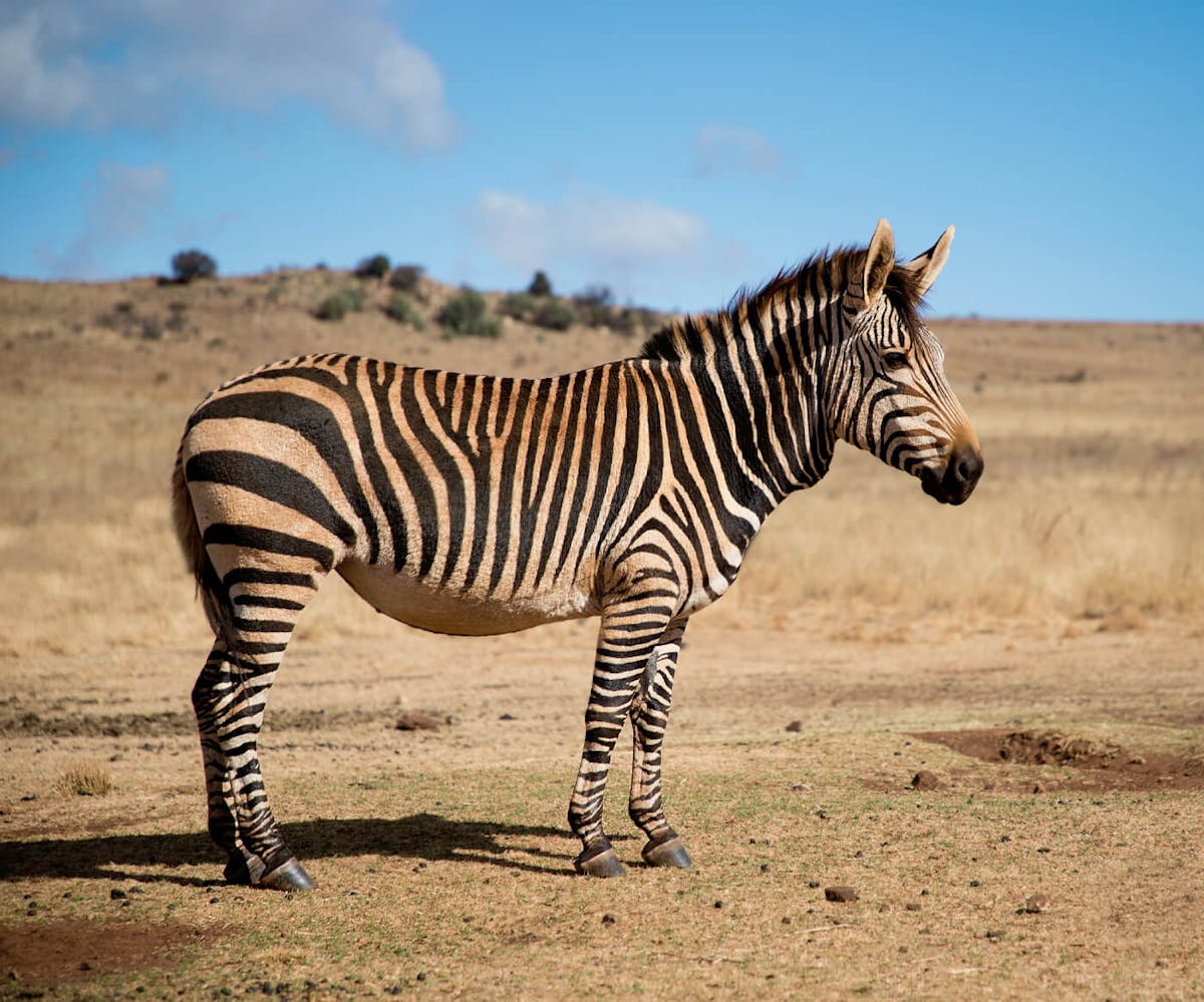 Lonely+beautiful+hartmann's+mountain+zebra+stands+in+its+natural+habitat.+Wildlife+shutterstoc...jpg