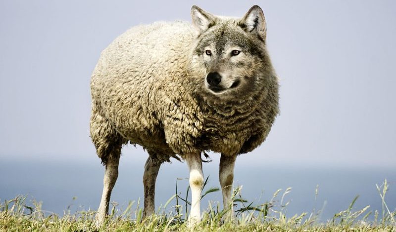 Loup 1.jpg