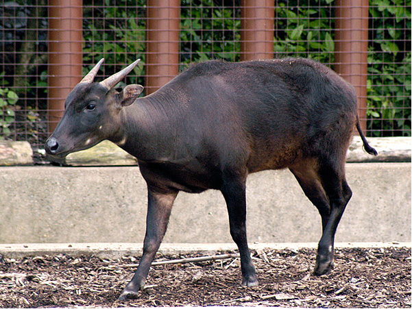 Lowland-anoa_img01-l.jpg