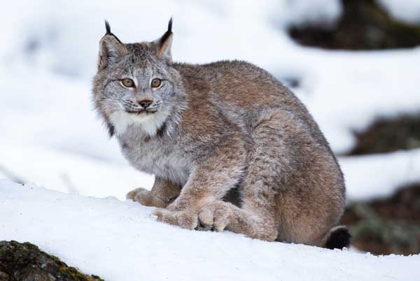 lynx.jpg