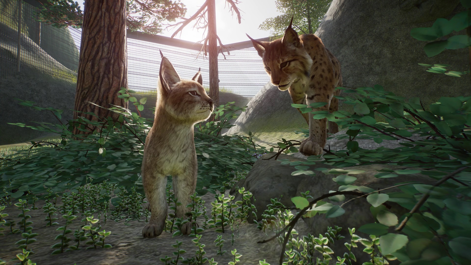 Lynx.jpg