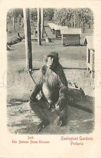 M442449_Jack-the-baboon-stone-thrower-Pretoria-Zoo-South-Africa.jpg