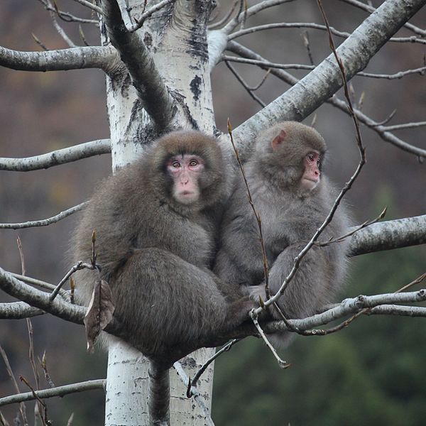 Macaca_fuscata_on_tree.jpg