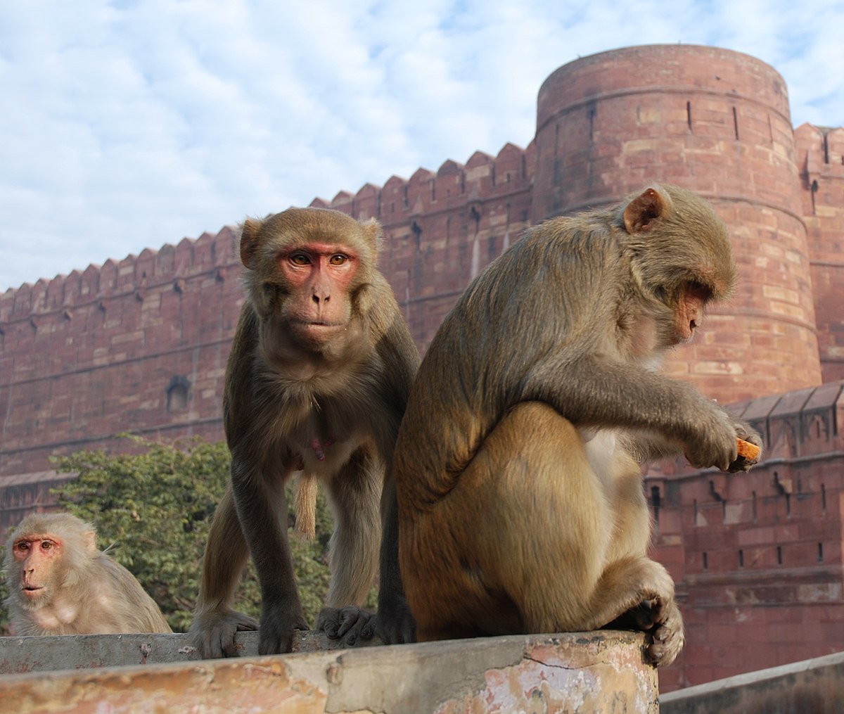 Macaque_India_4.jpg
