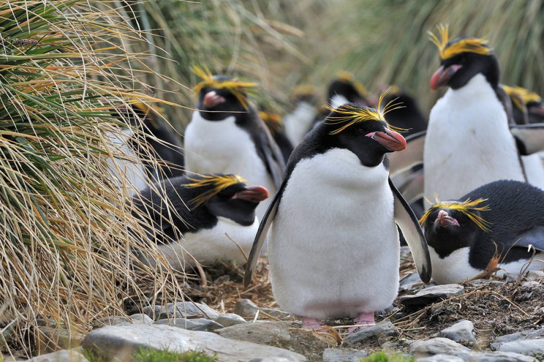 macaroni penguin.jpeg