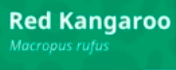Macropus.png