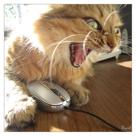 madcat.jpg