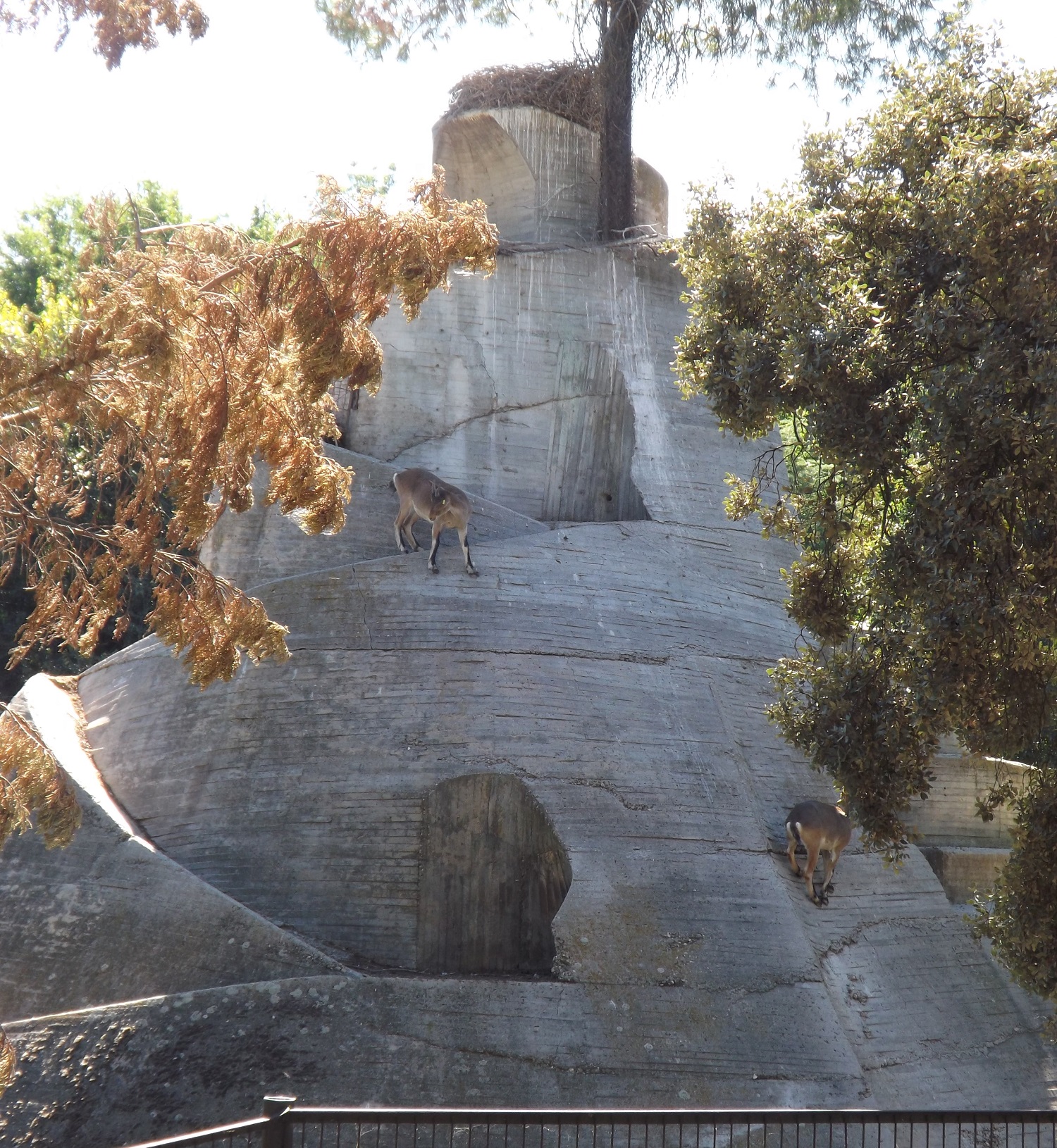 Madrid ibex