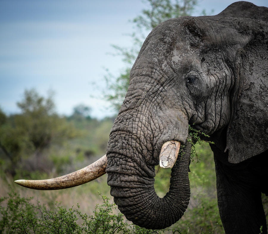 Broken elephant teeth. | Frontier Forums