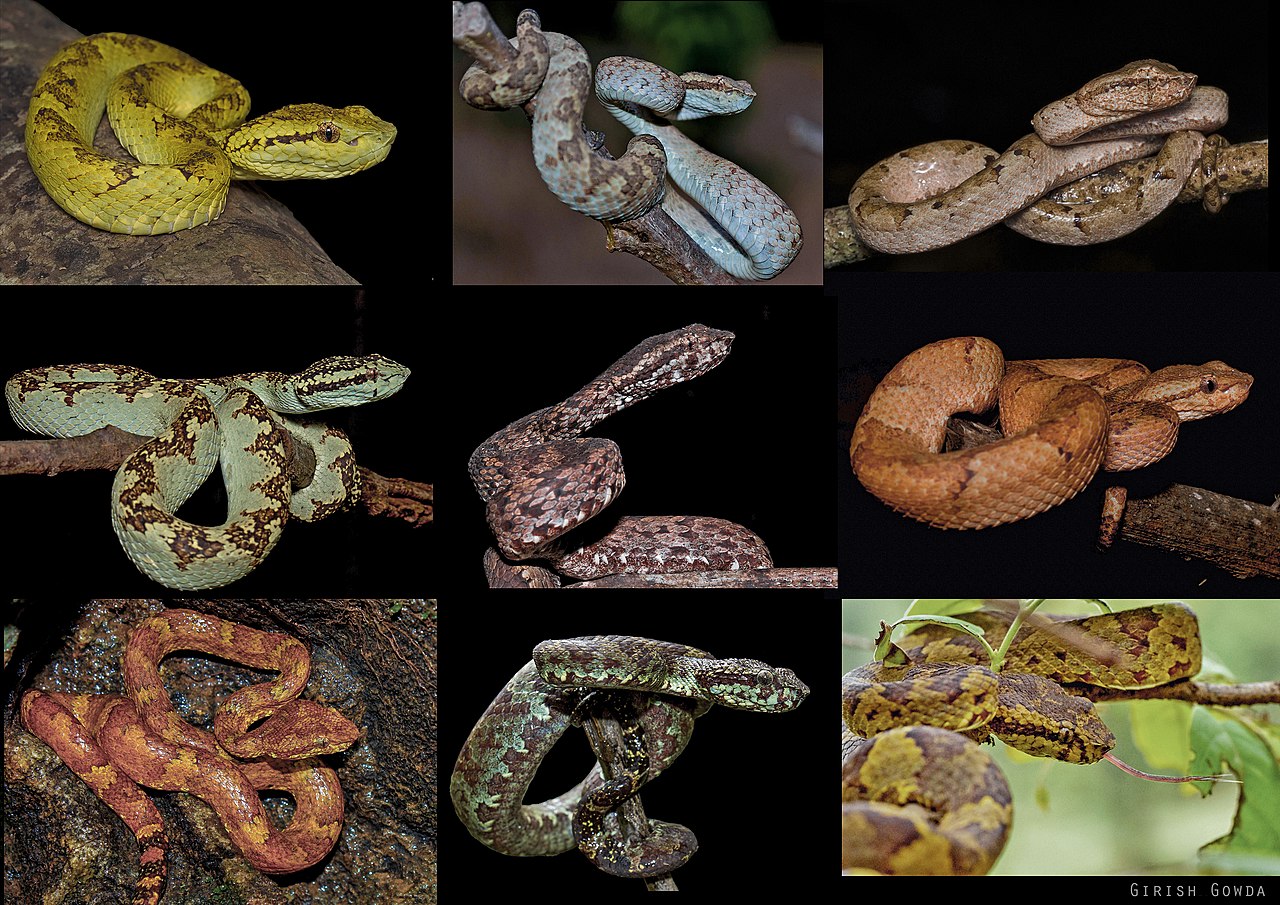 Malabar pit viper.jpg
