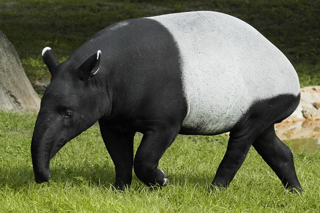 malayan tapir.jpg