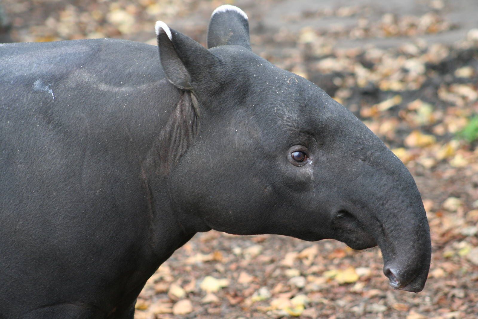 MalayanTapirHead.jpg