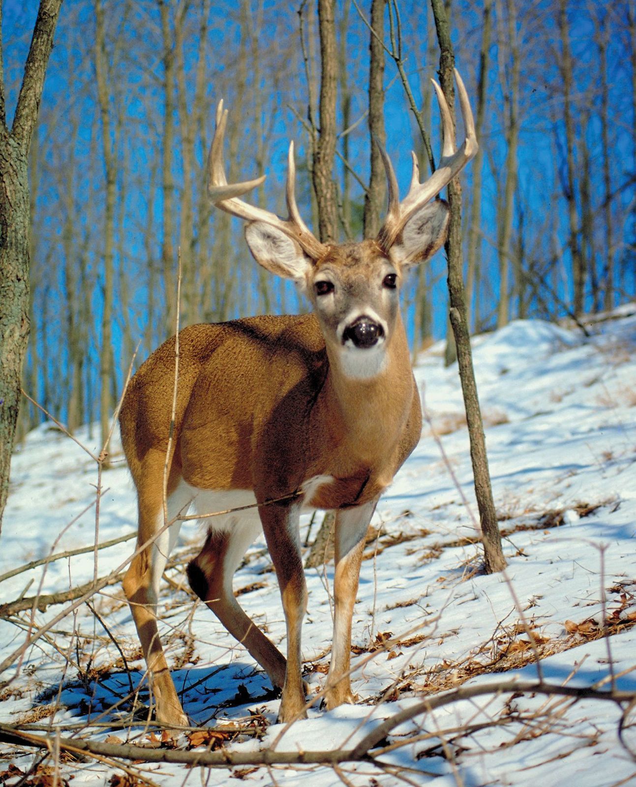 Male-white-tailed-deer.jpg
