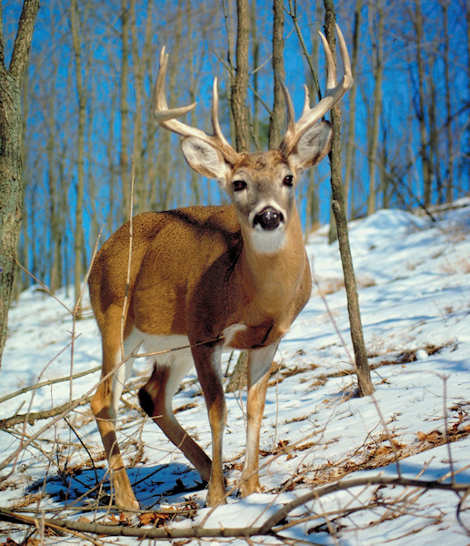 Male-white-tailed-deer-redu.jpg