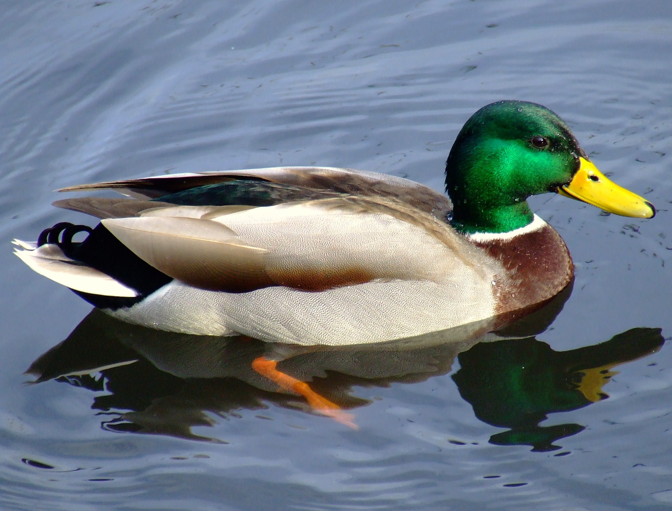 Mallard.jpeg