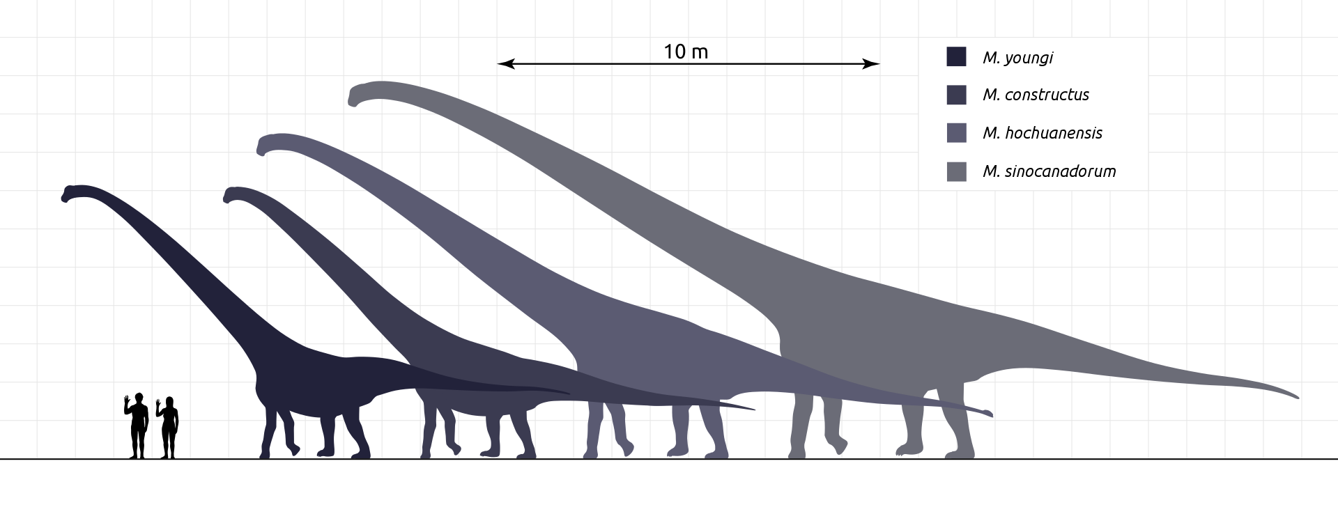 Mamenchisaurus_Species_Scale_Steveoc86.svg.png
