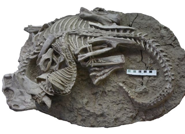mammal-fighting-dinosaur.jpg