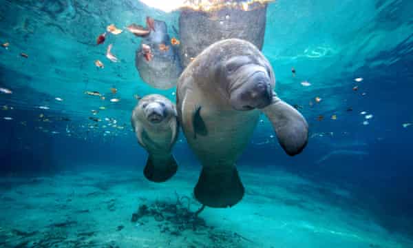 manatee.jpg