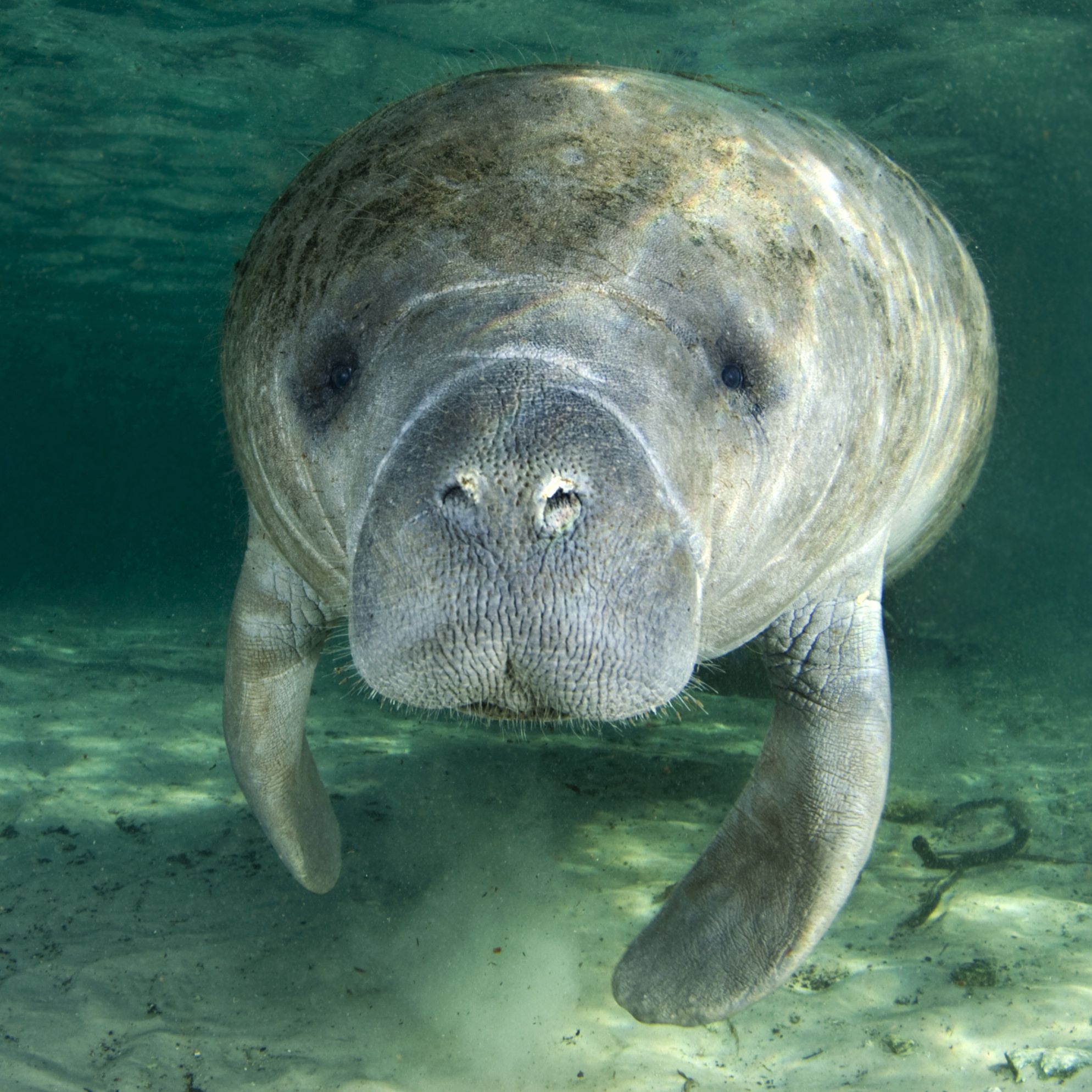 manatee-teaser-1.jpg.optimal.jpg