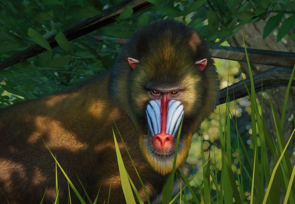 Mandrill.jpg