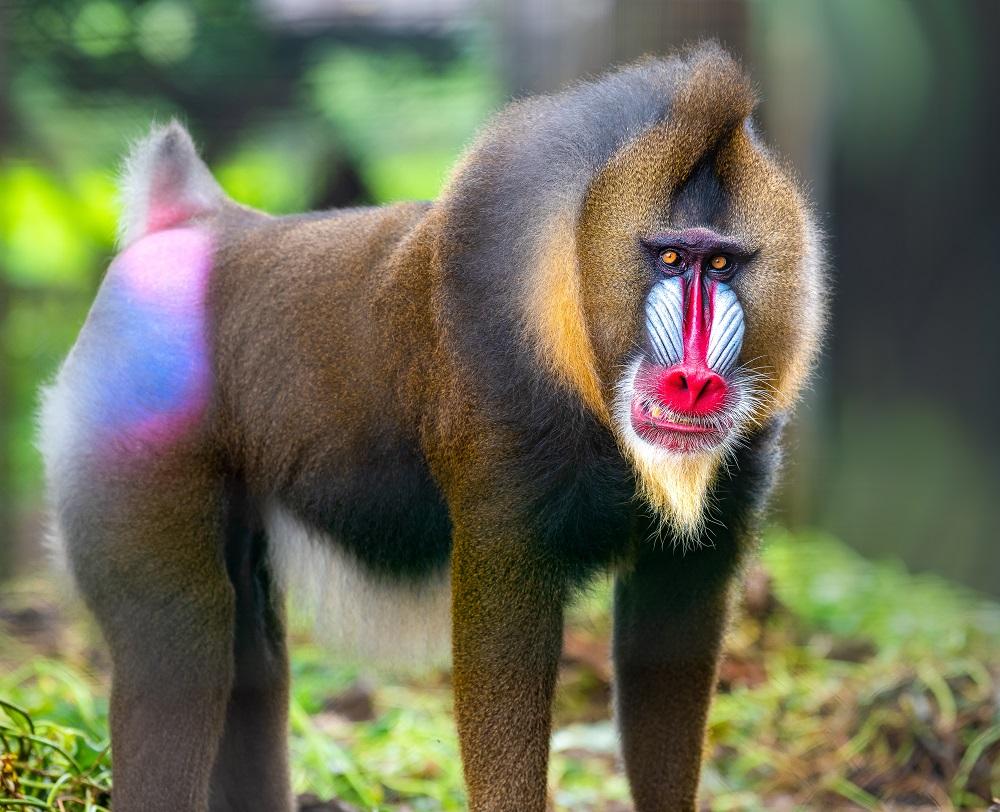 mandrill-shutterstock_1242657010-resize.jpg