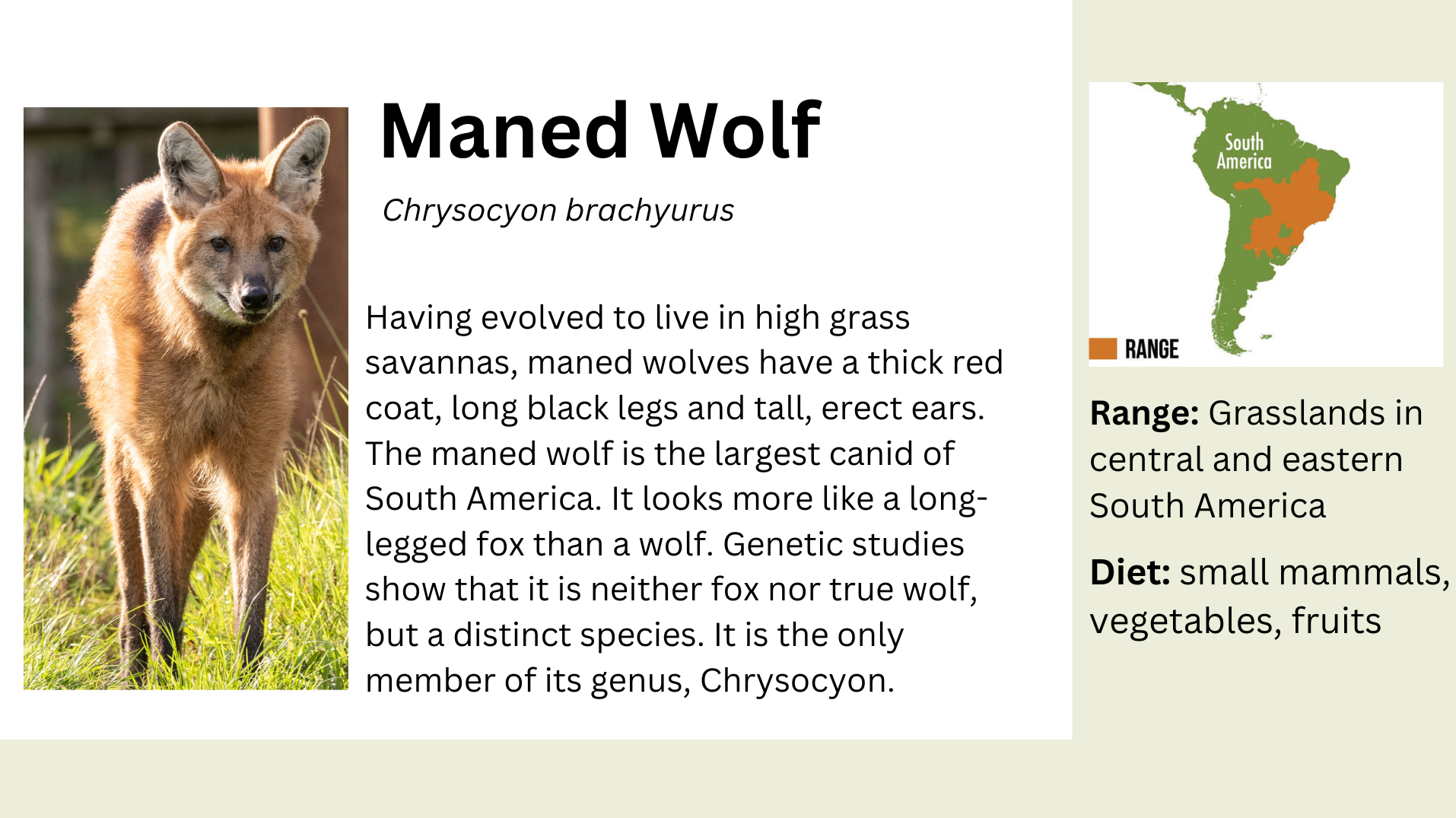 maned wolf info.png