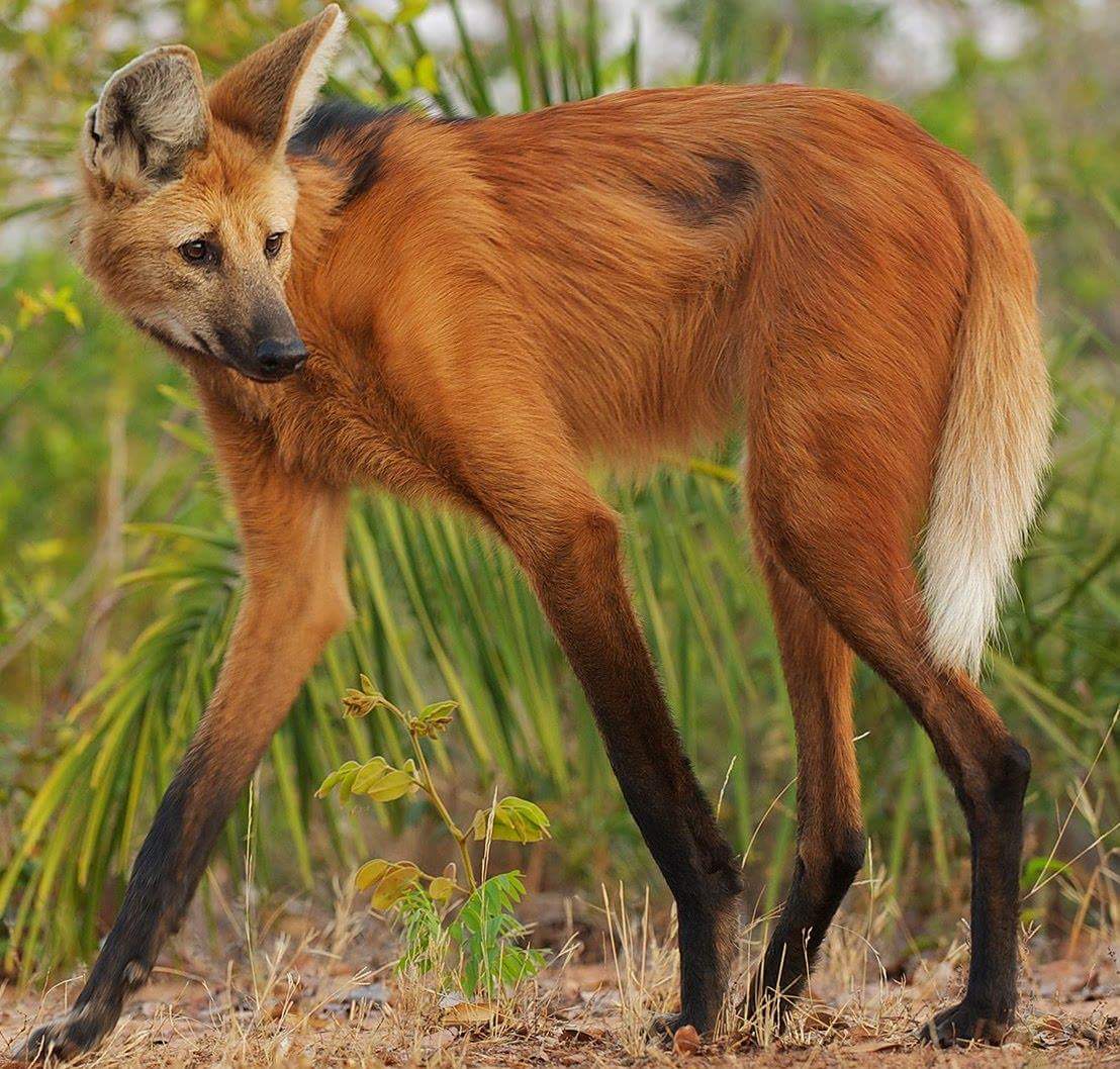 maned wolf.jpg