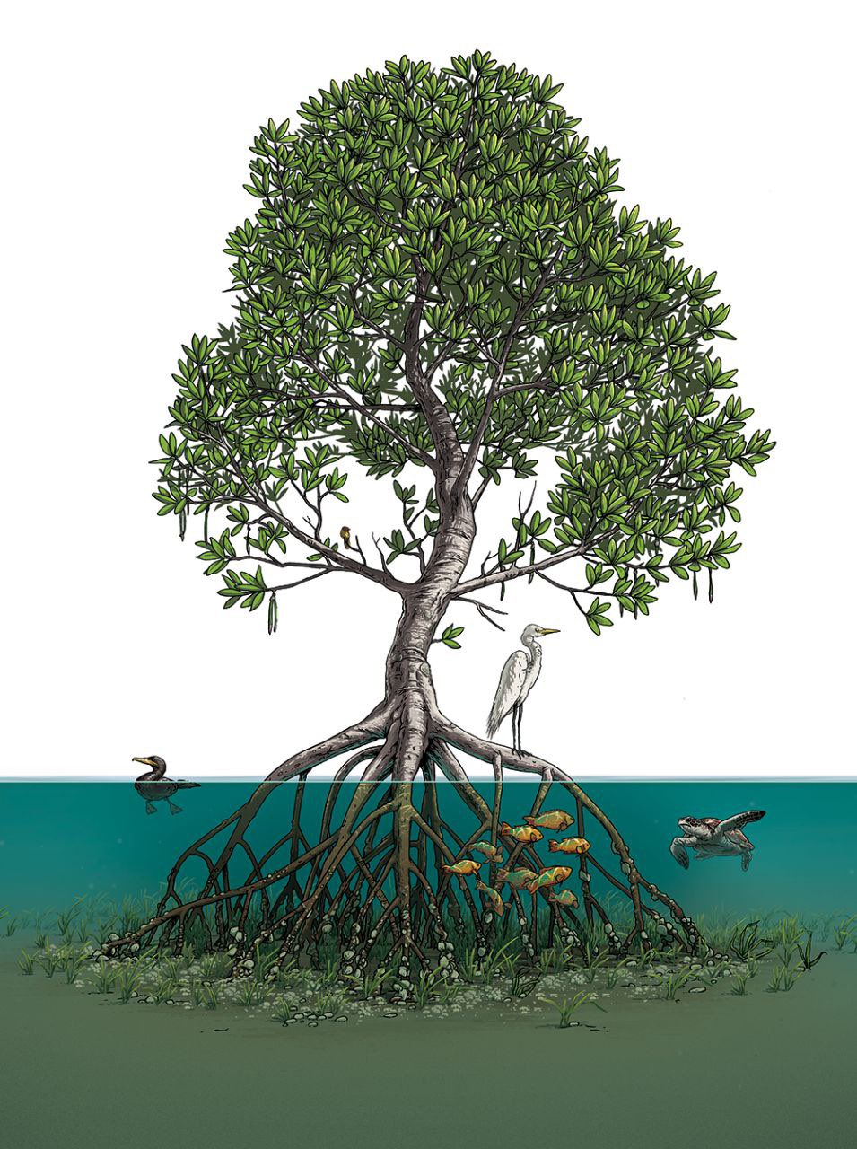 Mangrove Tree.jpeg