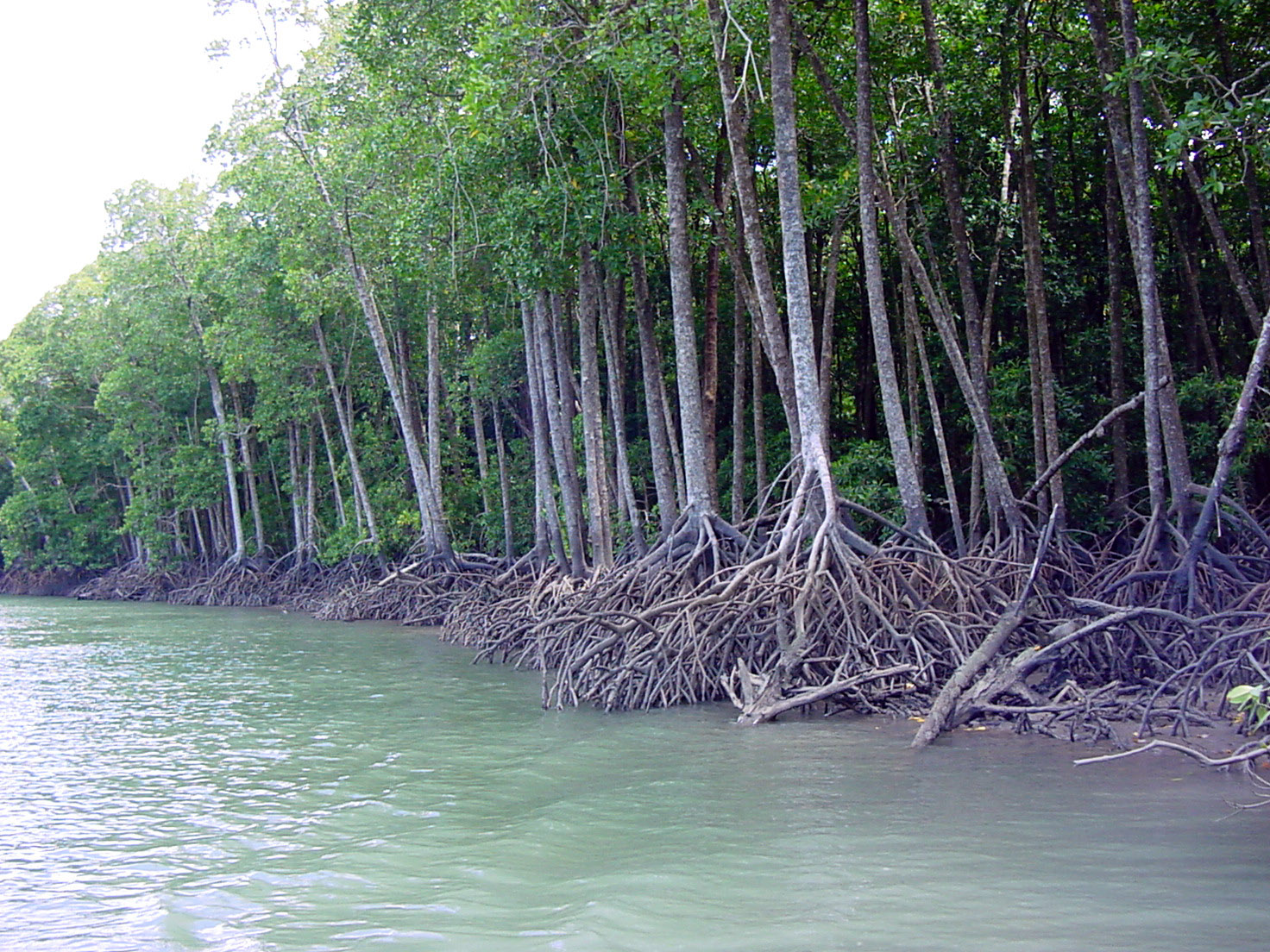 mangroveforesthinchinbrookis.jpg