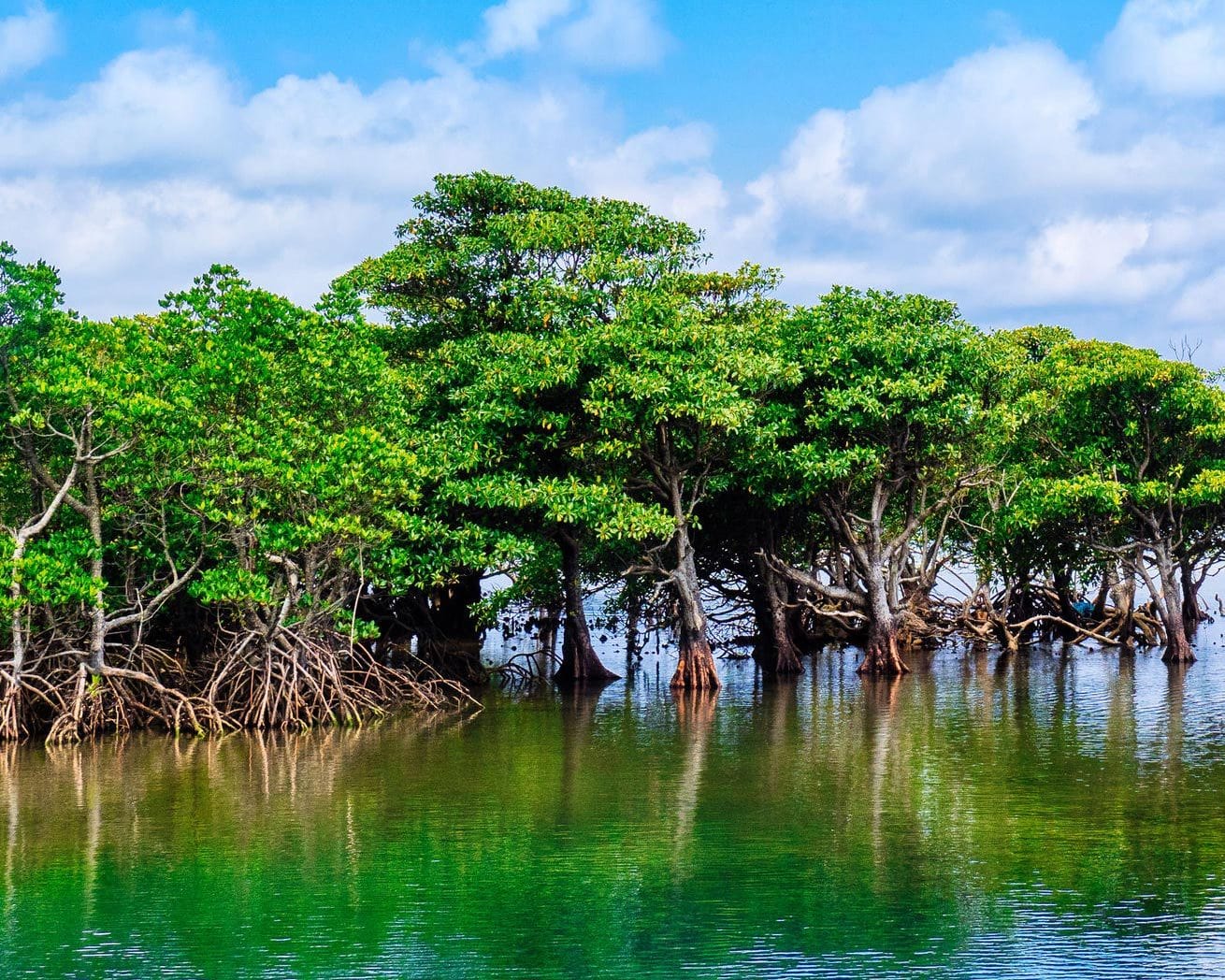 mangroves-along-coast_5000x.jpg
