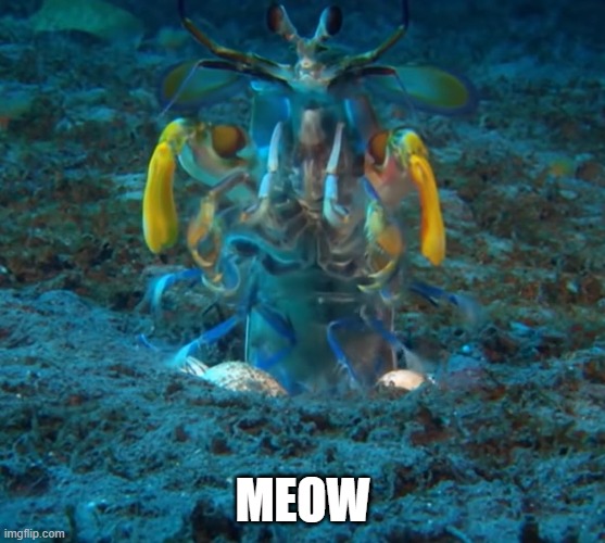 mantisCat.jpg