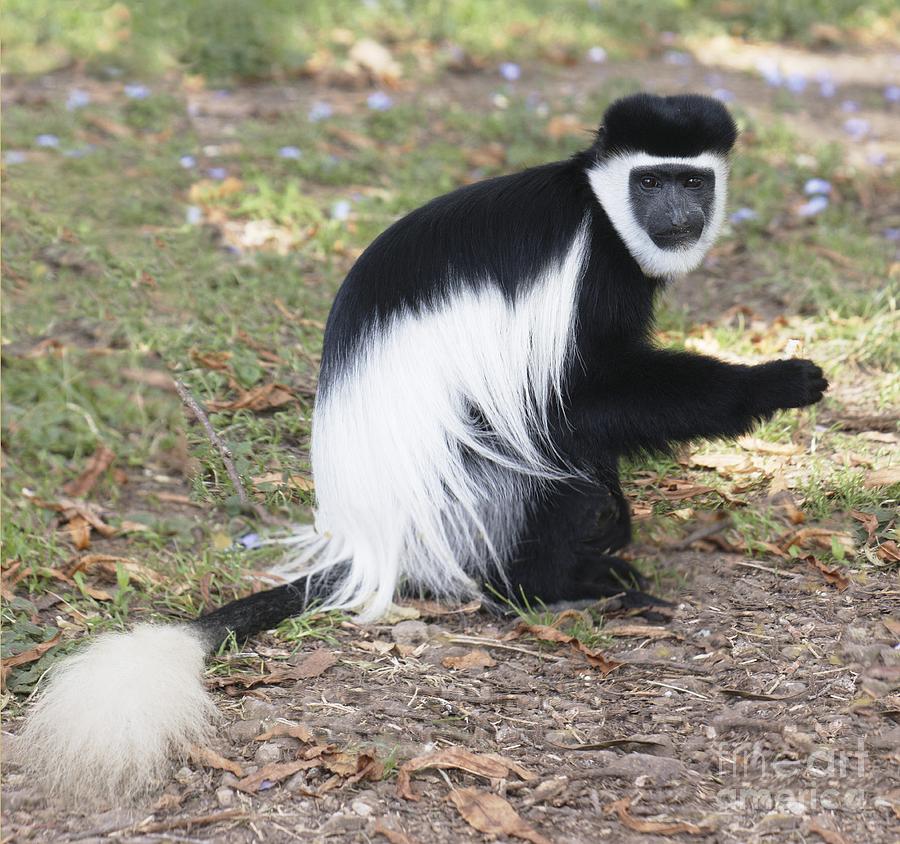 mantled-guereza-brian-gadsby.jpg