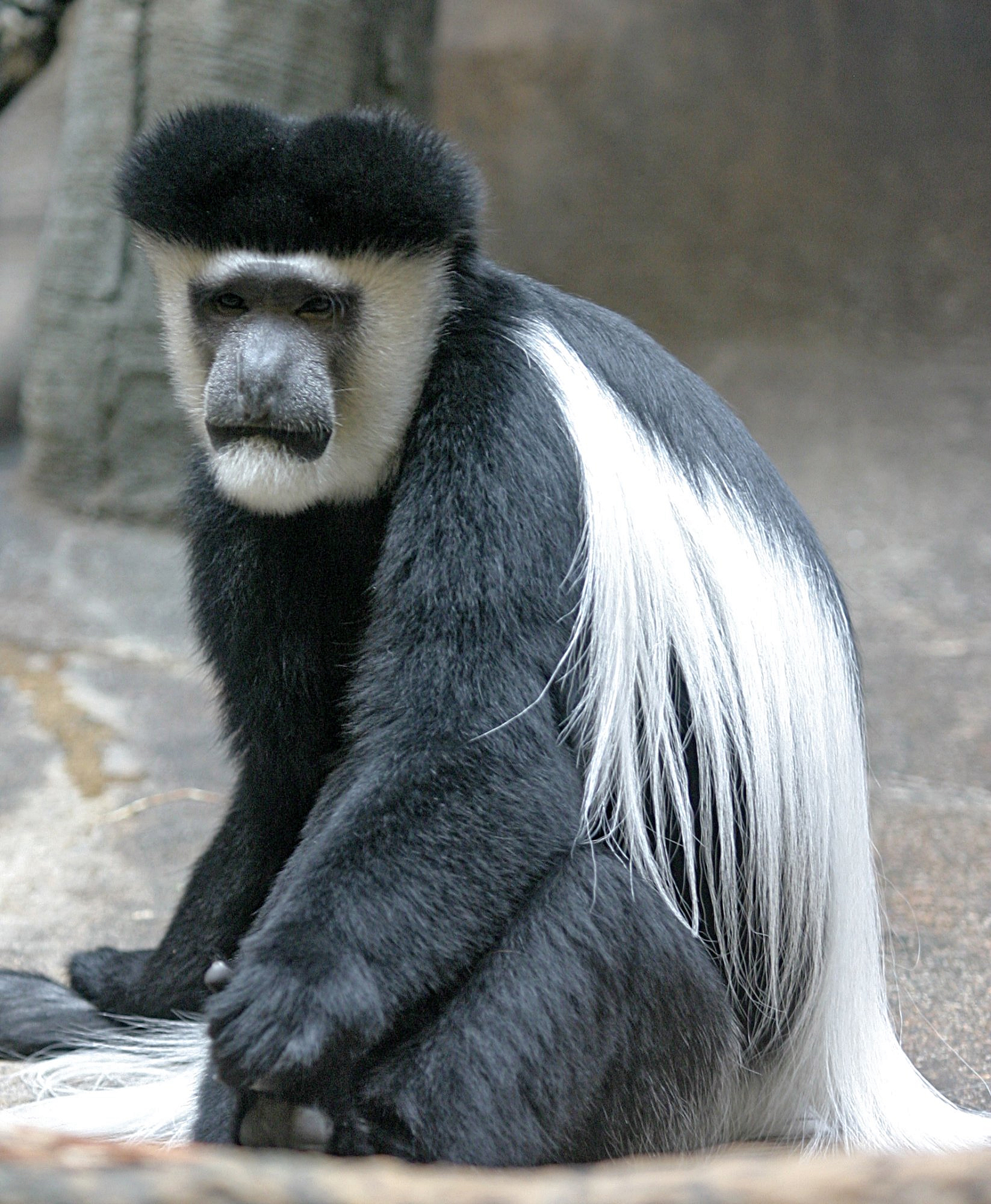 Mantled_Guereza.jpg