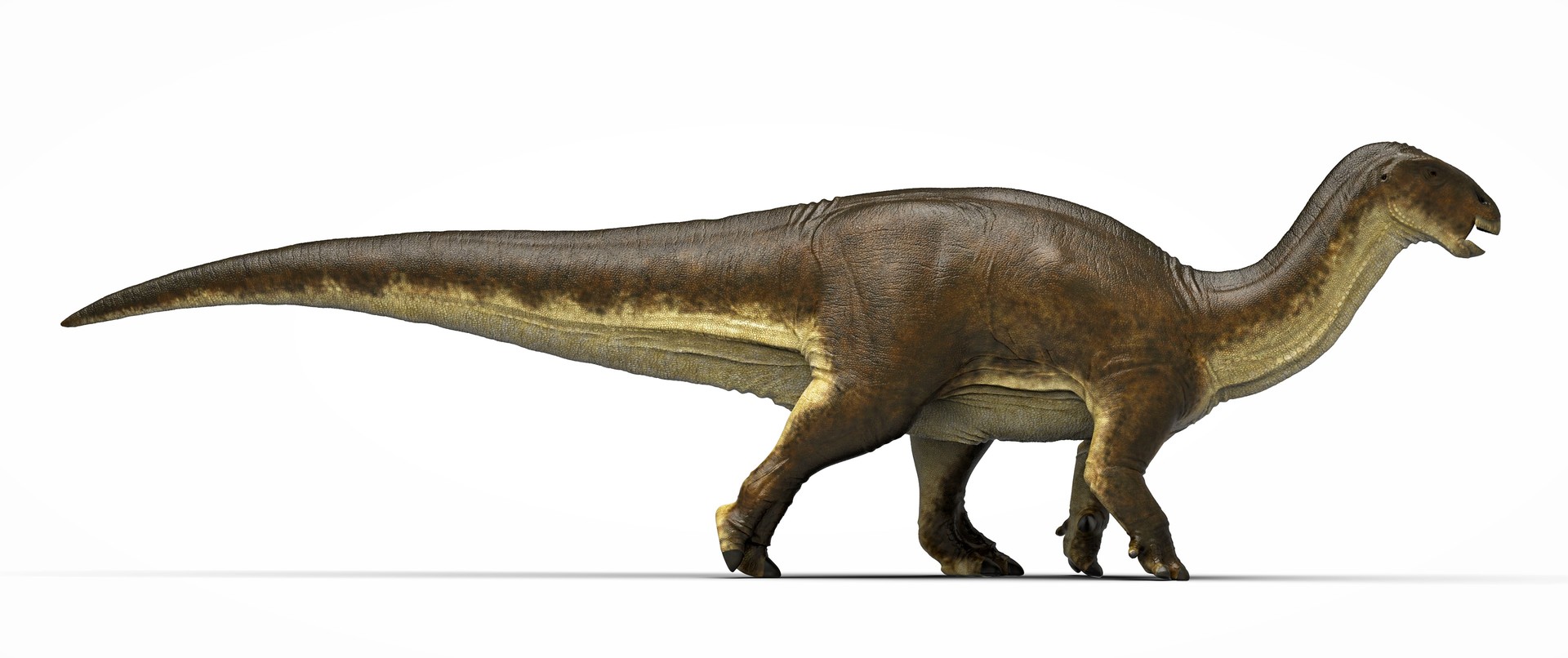 manuel-gil-jaramillo-lurdusaurus2.jpg