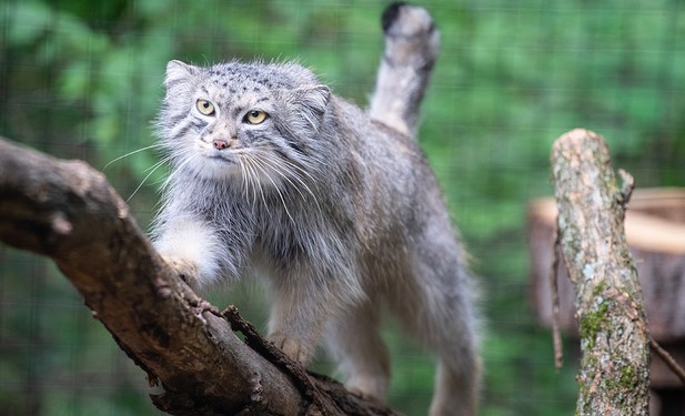 manul.jpg