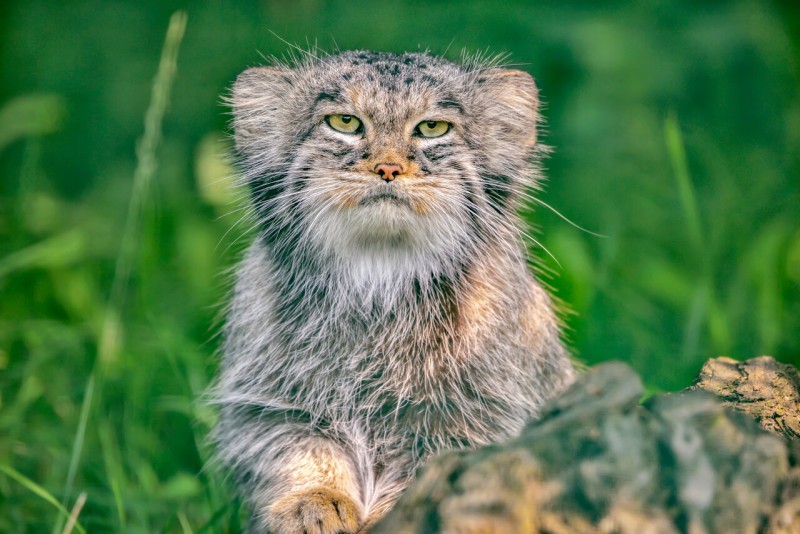 manul1.jpg