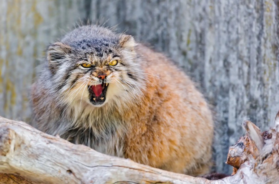 manul2.jpg