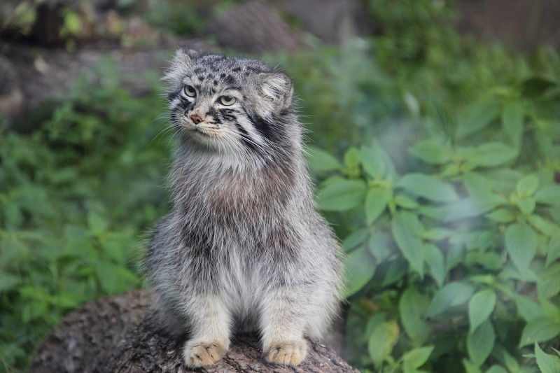manul3.jpg