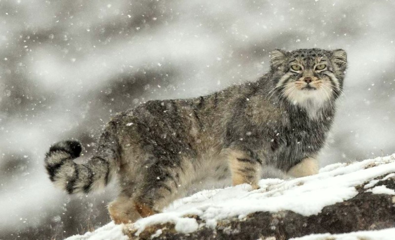 manul4.JPG