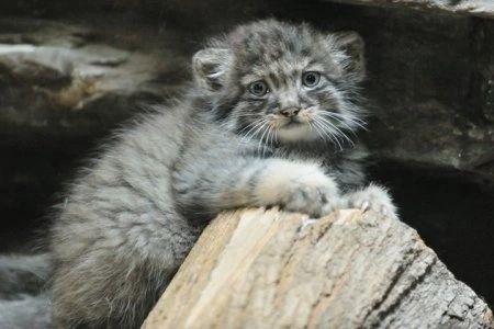 manul5.jpg
