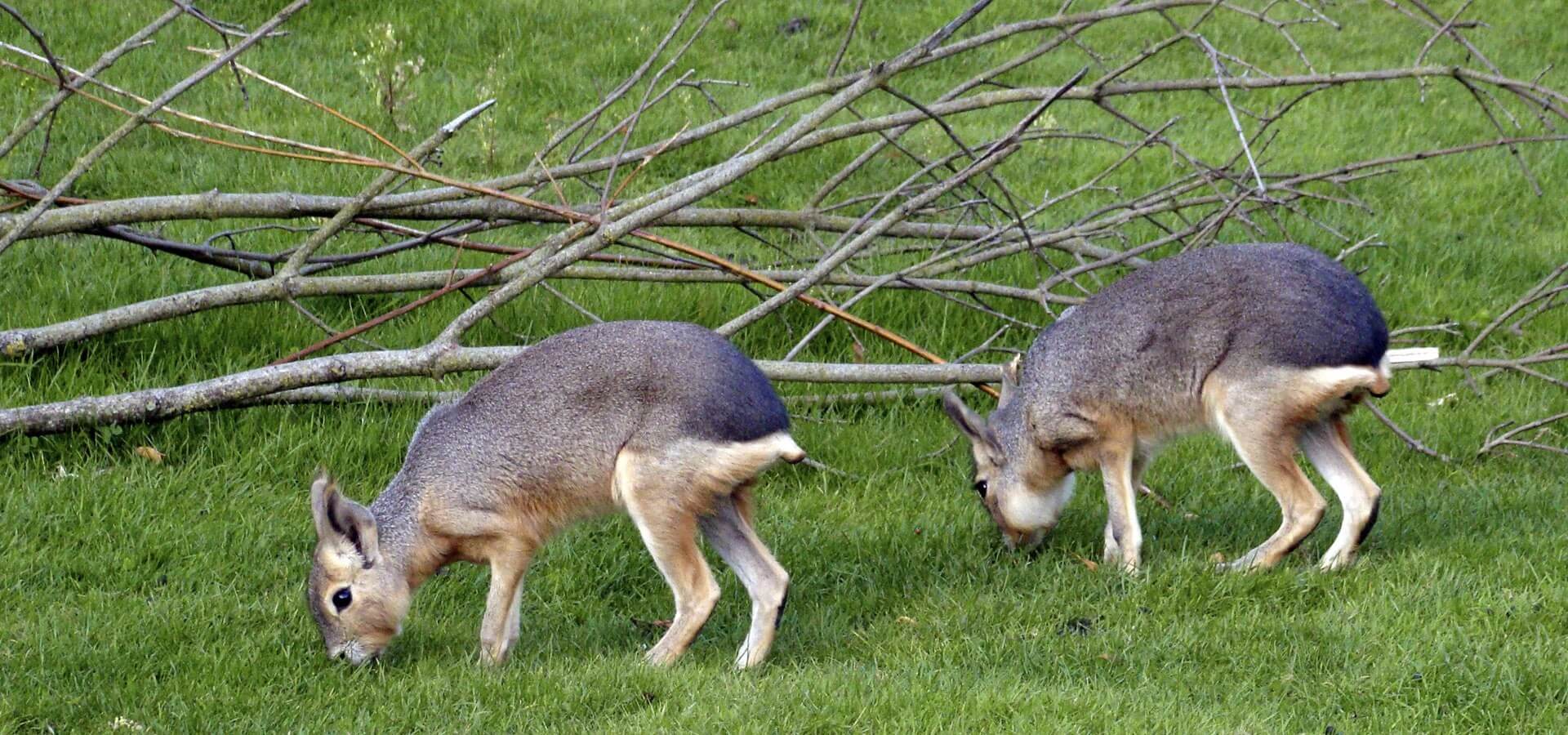 mara-1920x900-1.jpg