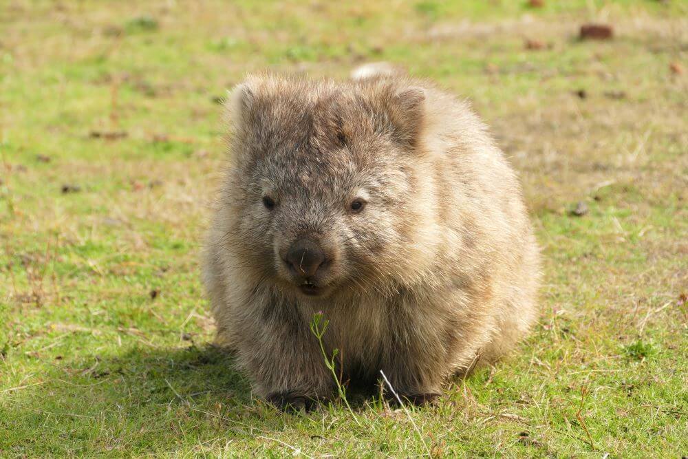 Maria-Island-Wombat-4.jpg