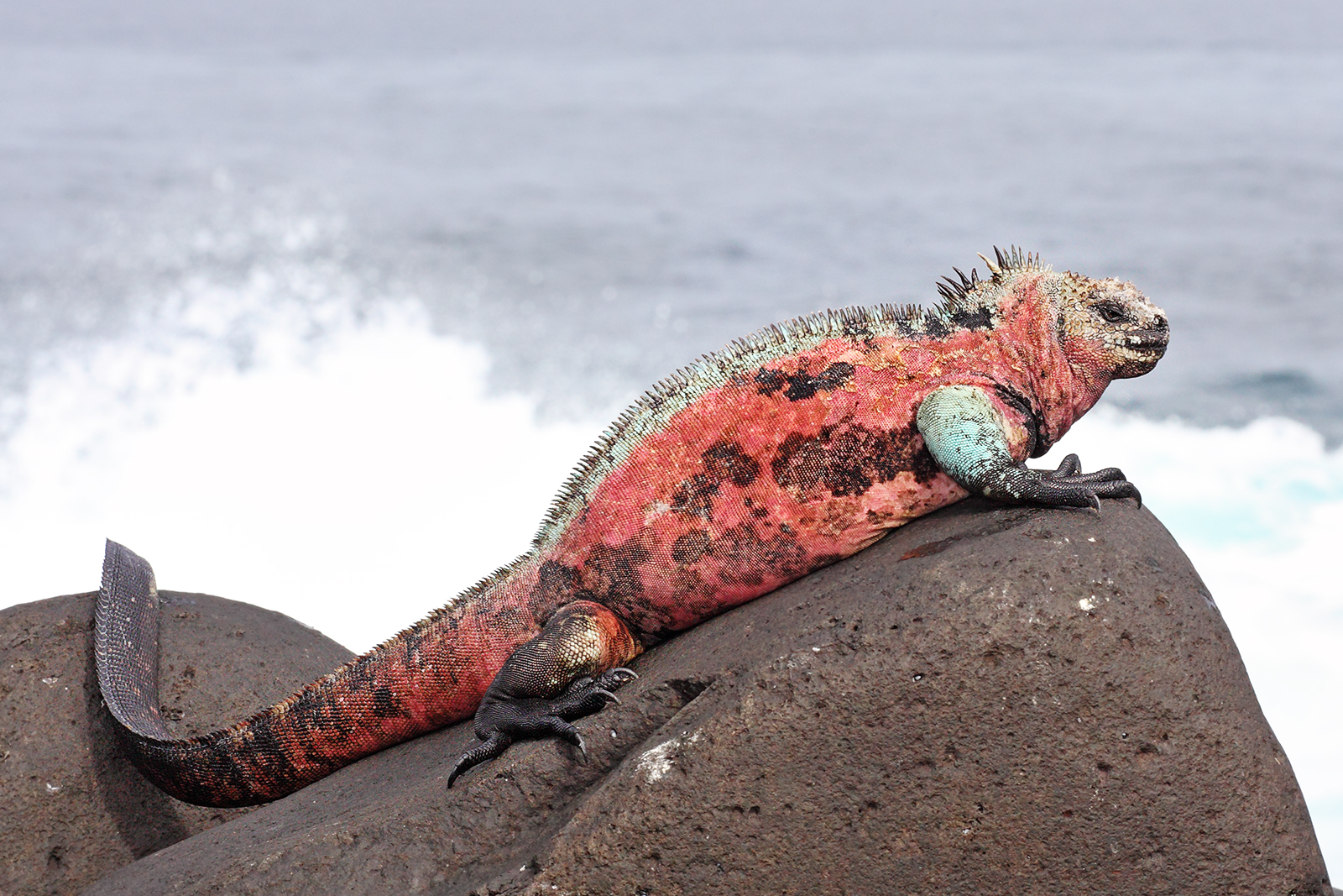 Marine-Iguana-Espanola.jpeg