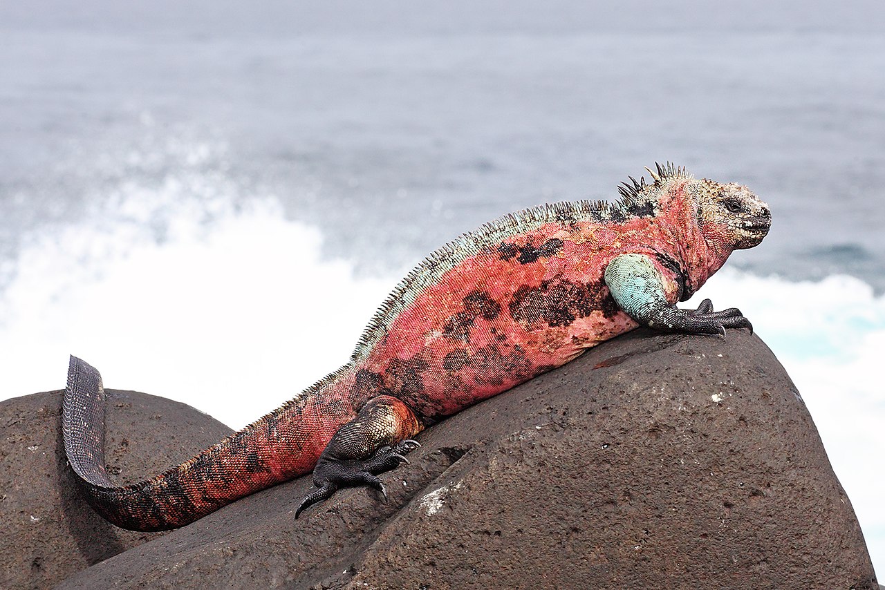 Marine-Iguana-Espanola.jpg