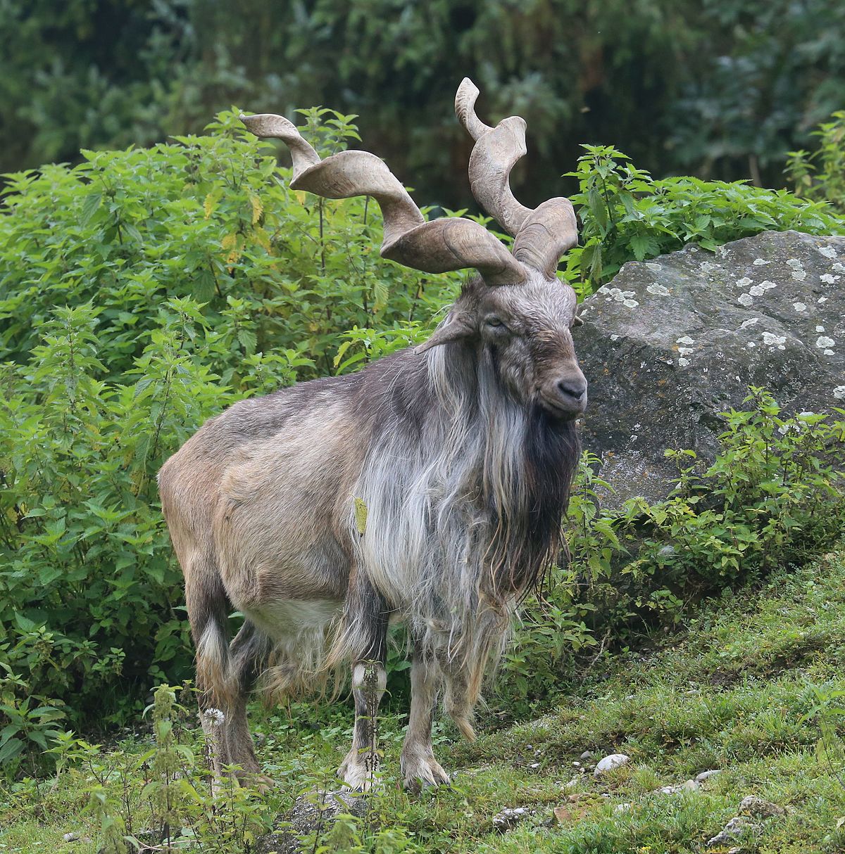 markhor.jpg