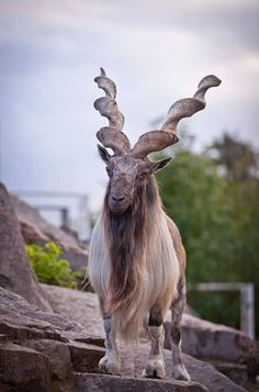markhor.jpg