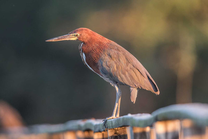 marmorreiher-tigrisoma-lineatum-im-brasilianischen-pantanal.jpg