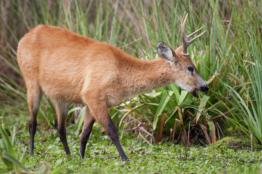 marsh deers.jpg