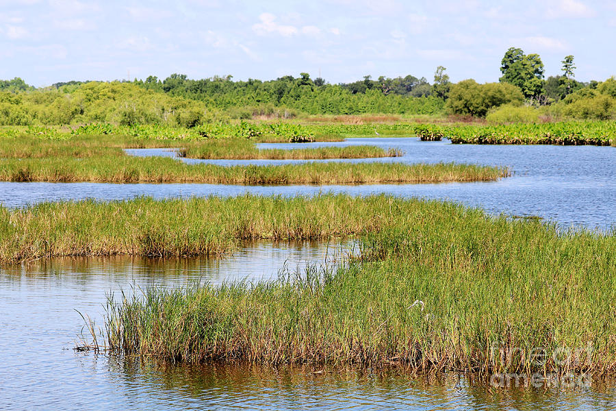 marshes-of-florida-diann-fisher.jpg